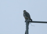 Peregrine Falcon