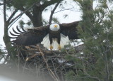 Bald Eagle, adult, leg band (WV4)
