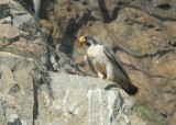 Peregrine Falcon, male (unbanded)