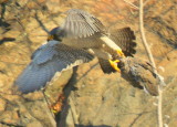 Peregrine Falcon, adult male, unbanded