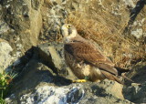 Peregrine Falcon, juvenile female, leg band (32/BC)