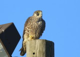 Peregrine Falcon, juvenile female, leg band (32/BC)