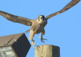 Peregrine Falcon, juvenile female, leg band (32/BC)