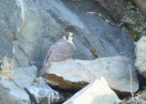 Peregrine Falcon, banded juvenile female