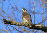 Peregrine Falcon, banded juvenile female