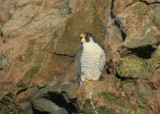 Peregrine Falcon, adult male perched