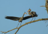 Great Blue Heron, pair