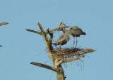 Great Blue Herons nest building