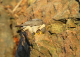 Peregrine Falcon, adult male, unbanded