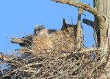 Great Horned Owl: Mother and owlet!