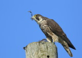 Peregrine Falcon, female, leg band (32/BC)
