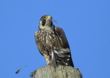 Peregrine Falcon, female, leg band (32/BC)