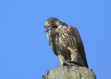 Peregrine Falcon, female, leg band (32/BC)