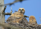 Great Horned Owlets