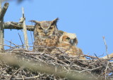 Great Horned Owl, mom and owlet!