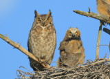 Great Horned Owl: Mama and owlet!