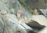 Peregrine Falcon, female feeding chick