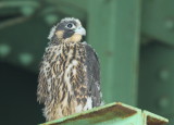Peregrine Falcon, chick, almost 5 weeks old!