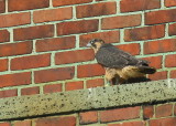 Peregrine Falcon, fledgling with leg bands 86/BS