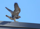 Peregrine Falcon fledgling doing butterfly jumps