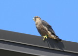 Peregrine Falcon fledgling (leg band 14/BE)