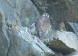 Peregrine Falcon female with chick