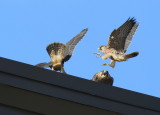 Peregrine Falcon fledglings