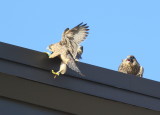 Peregrine Falcon fledglings
