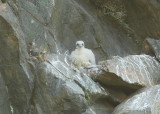 Peregrine Falcon chick while begging for food!