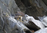 Peregrine Falcon chick being fed by mother