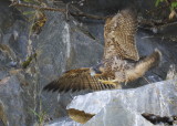 Peregrine Falcon chick preparing to fledge