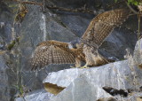 Peregrine Falcon chick preparing to fledge