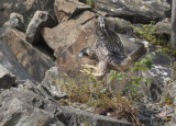 Peregrine Falcon fledgling