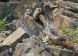 Peregrine Falcon fledgling