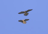 Peregrine Falcon fledglings in mock combat