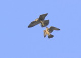 Peregrine Falcon fledglings in mock combat