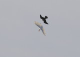 Peregrine Falcon fledgling in pursuit of Great Egret