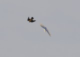 Peregrine Falcon fledgling in pursuit of Great Egret