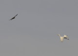 Peregrine Falcon fledgling in pursuit of Great Egret