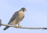 Peregrine Falcon, female, leg band (32/BC)