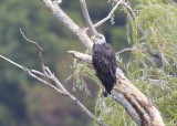 Bald Eagle, 4th year 