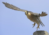 Peregrine Falcon, male (unabanded)