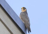 Peregrine Falcon, female (unbanded)