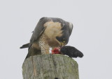 Peregrine Falcon: unbanded adult