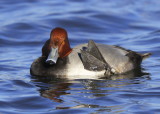 Redhead, male with silver leg band