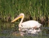 Roze Pelikaan - Great White Pelican