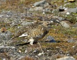 Alpensneeuwhoen - Rock Ptarmigan