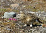 Alpensneeuwhoen - Rock Ptarmigan