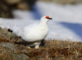 Alpensneeuwhoen - Rock Ptarmigan