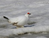 Alpensneeuwhoen - Rock Ptarmigan